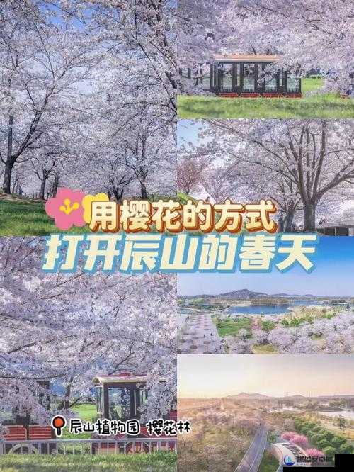 日产樱花一线二线三线：打造浪漫樱花之旅