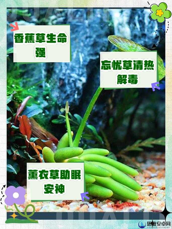 香蕉与忘忧草如何影响焦虑：缓解焦虑的奇妙组合