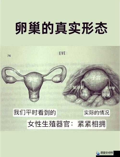 毛多妇女一区二区三区：探索女性身体的奥秘