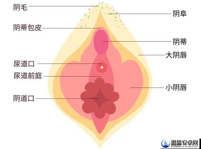 以大陰蒂 BBwBBB 大陰唇为中心，探索性魅力的无限可能