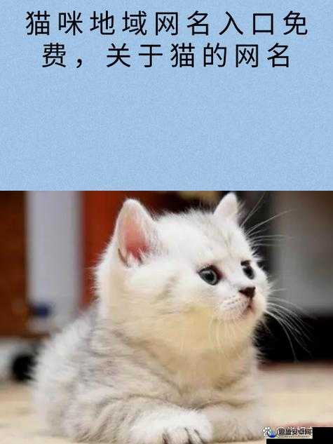 猫咪 mv 最新地域网名怎么取之详细解析与探讨