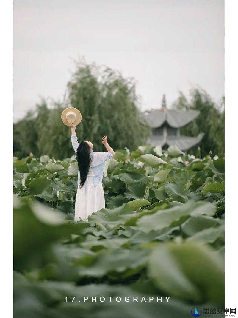 花与剑情缘岛荷花拍照全攻略，解锁绝美瞬间记录浪漫回忆